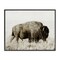 Stupell Industries Bison Grazing in Field Framed Giclee Wall Art Design by Dan Meneely